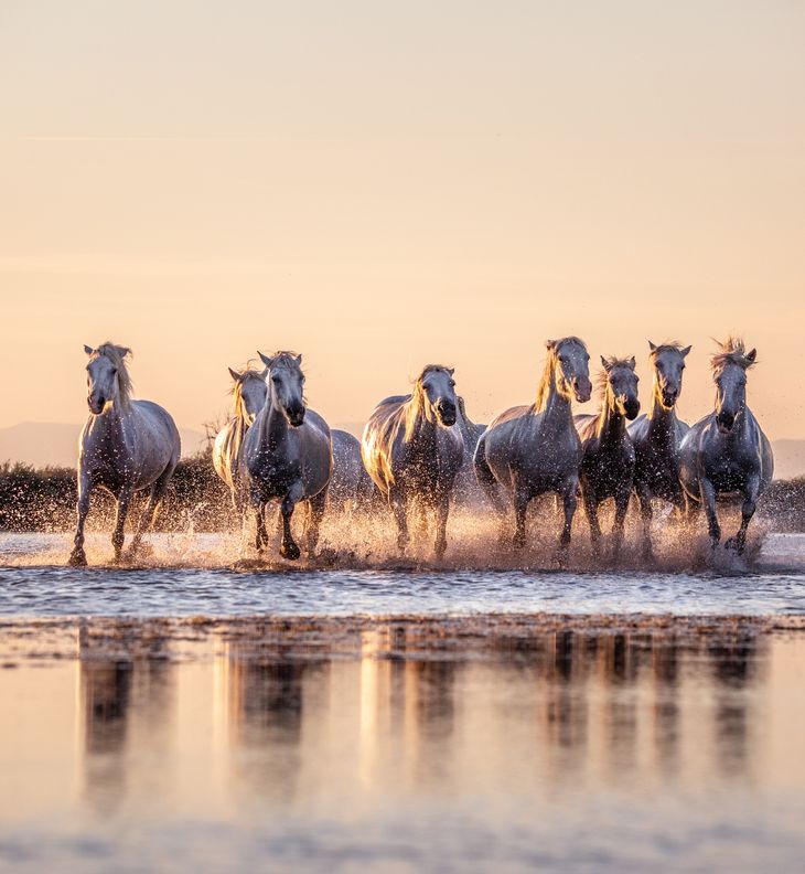 Chevaux camargue