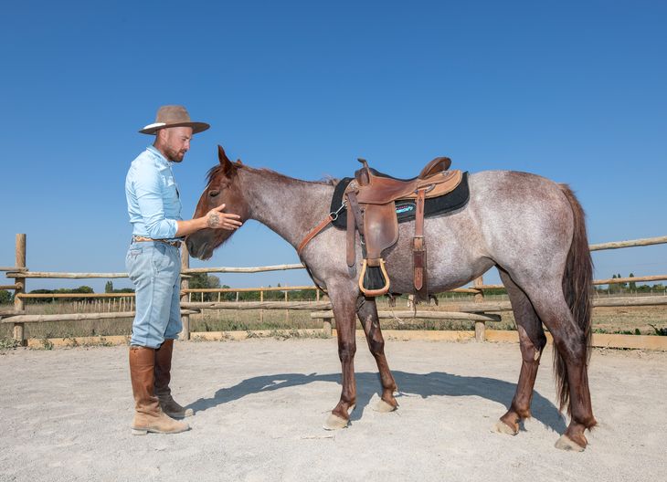 Cheval du ranch Mas St Rémy